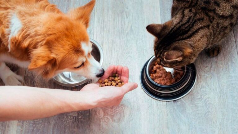 5 formas de economizar na ração sem perder a qualidade